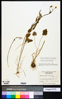 Cardamine bulbosa image