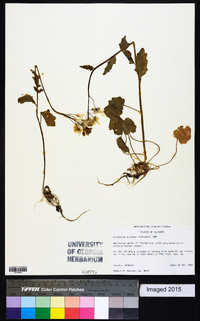 Cardamine bulbosa image