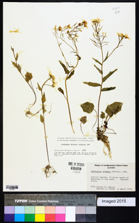 Cardamine bulbosa image