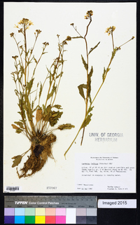 Cardamine bulbosa image