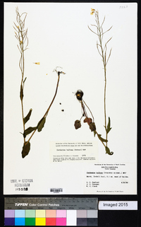 Cardamine bulbosa image