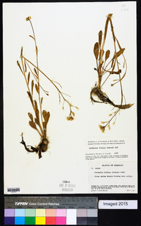 Cardamine bulbosa image