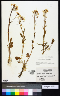 Cardamine bulbosa image