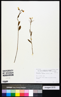 Cardamine bulbosa image