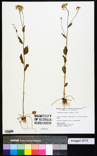 Cardamine bulbosa image