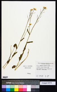 Cardamine bulbosa image