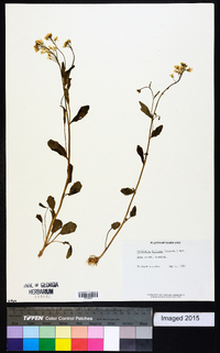 Cardamine bulbosa image