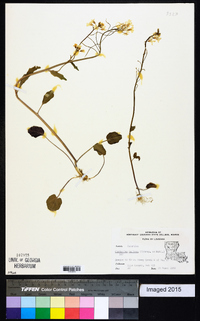 Cardamine bulbosa image