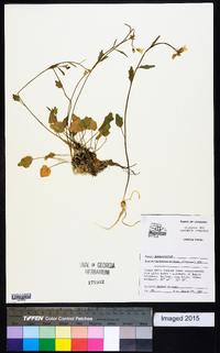 Cardamine bulbosa image