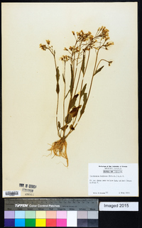 Cardamine bulbosa image