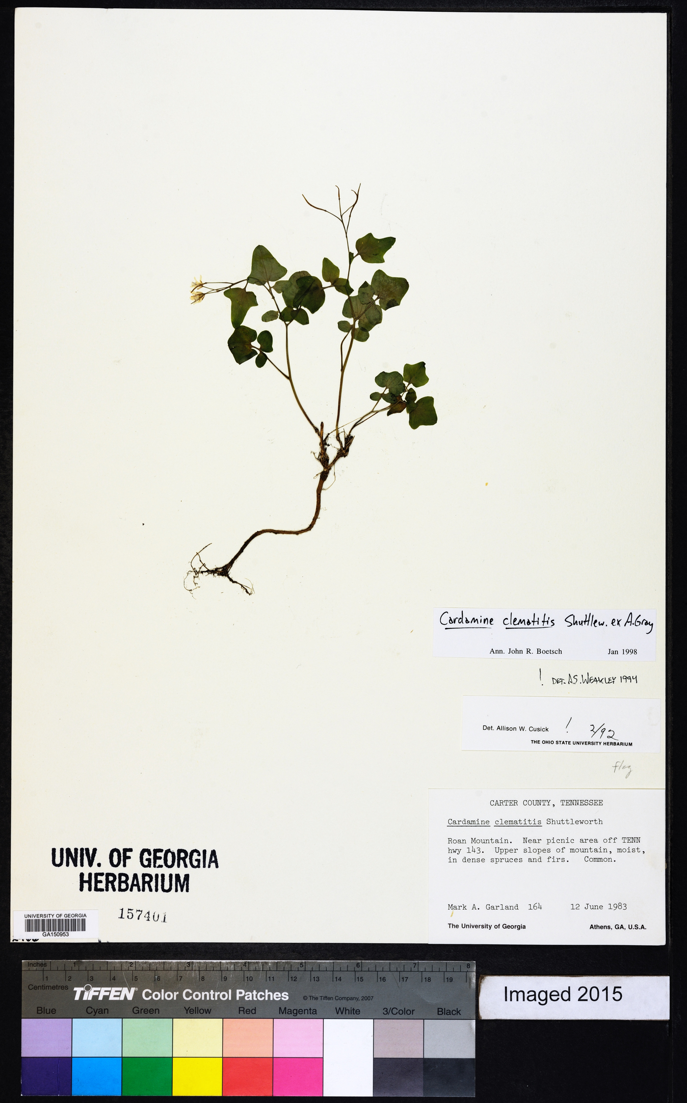 Cardamine clematitis image