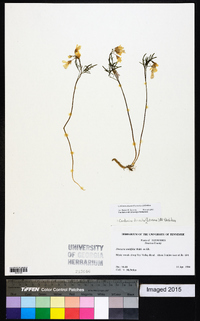 Cardamine dissecta image