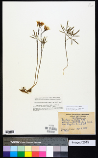 Cardamine dissecta image