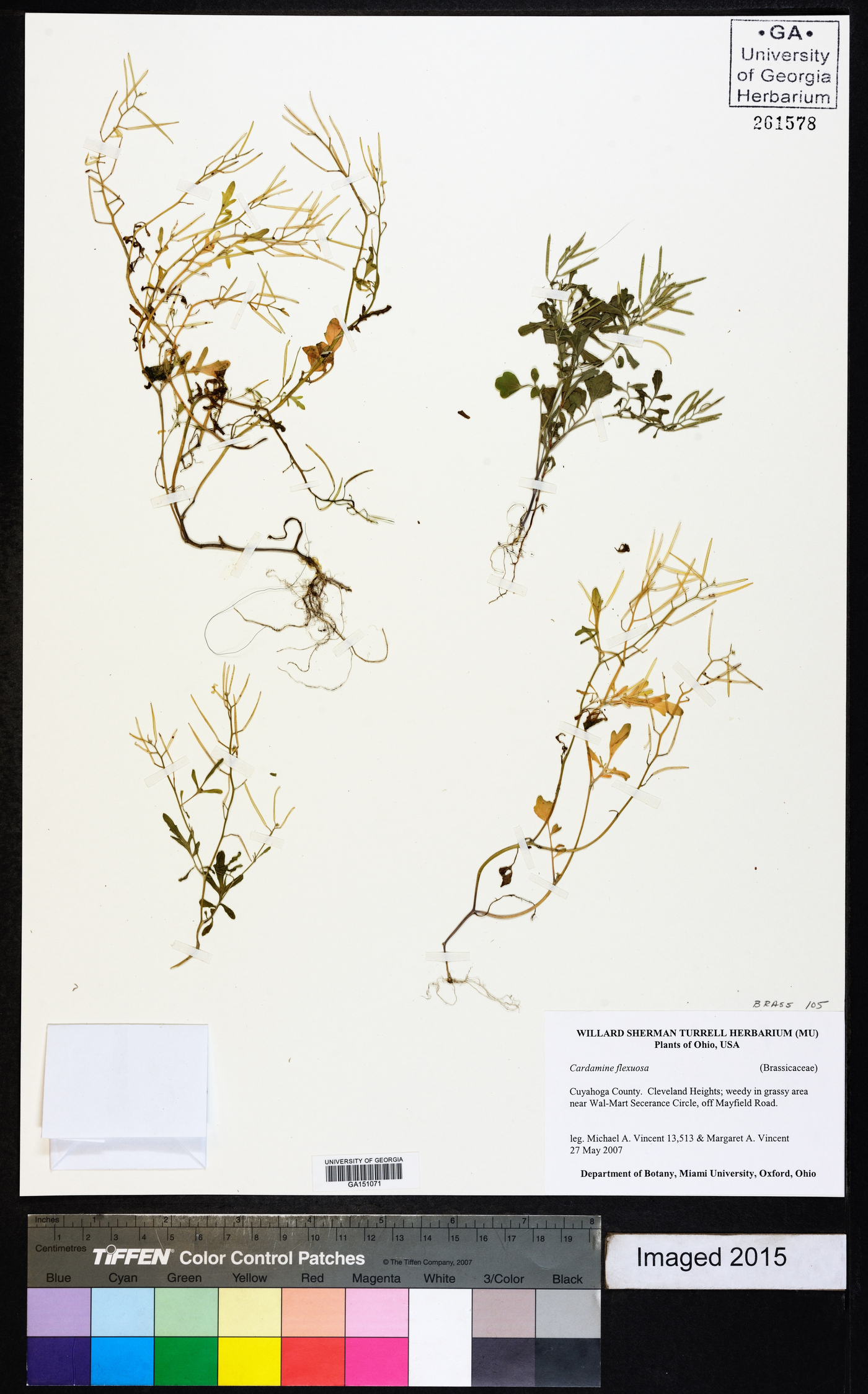 Cardamine flexuosa image
