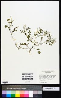 Cardamine flexuosa image