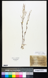 Cardamine parviflora image