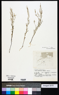 Cardamine parviflora image