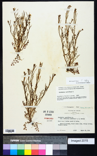 Cardamine parviflora image