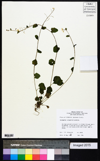 Cardamine rotundifolia image