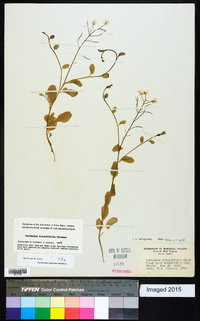 Cardamine rotundifolia image