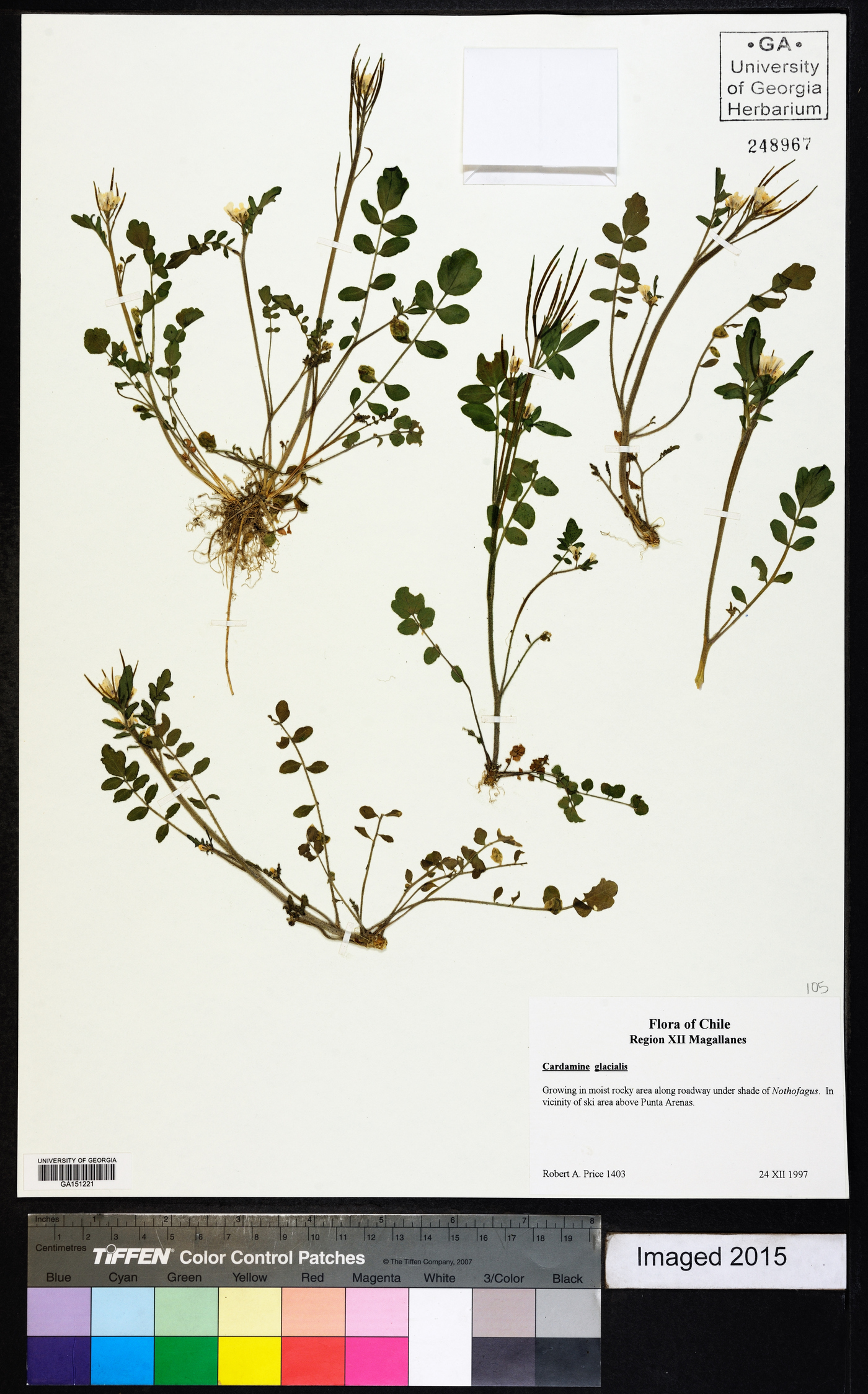 Cardamine glacialis image