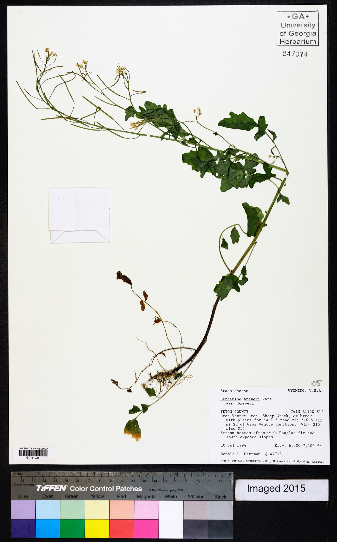 Cardamine breweri var. breweri image