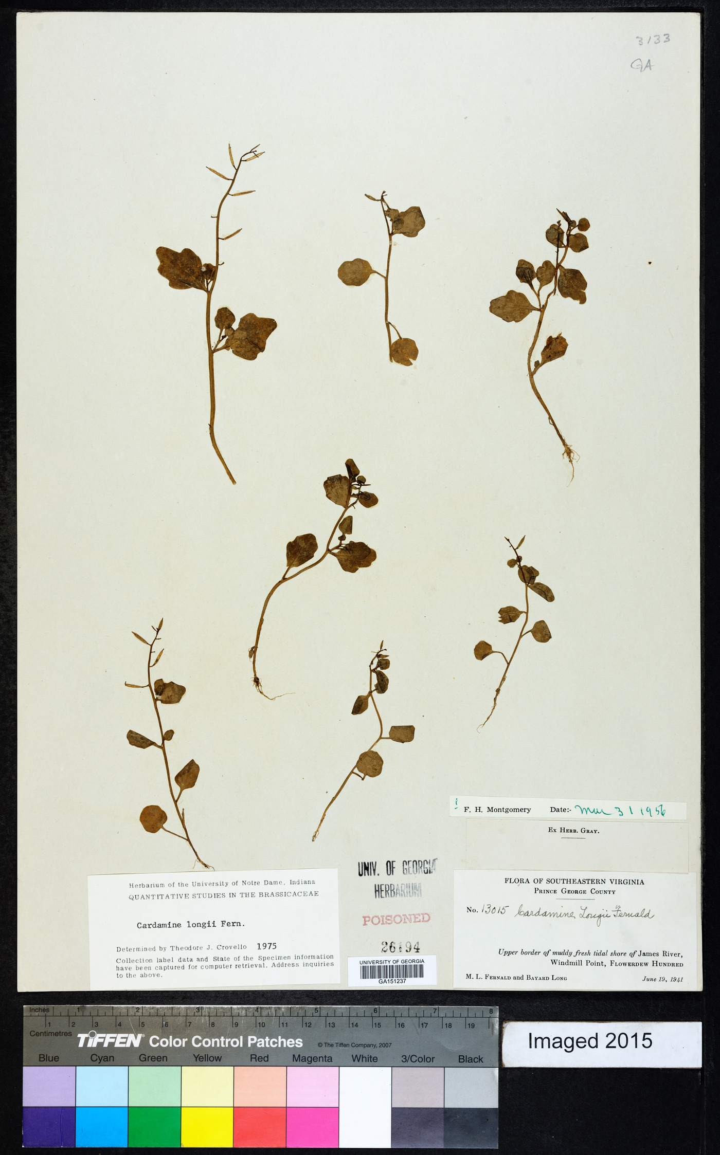 Cardamine longii image