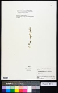 Cardamine parviflora var. arenicola image