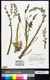 Caulanthus crassicaulis image