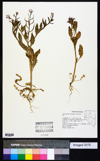 Chorispora tenella image