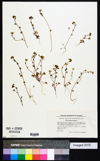 Cochlearia danica image