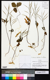 Cardamine angustata image