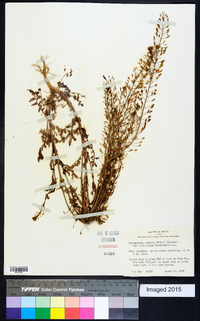 Descurainia pinnata subsp. halictorum image