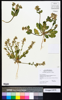 Dithyrea californica image