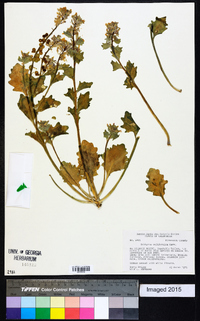 Dithyrea californica image