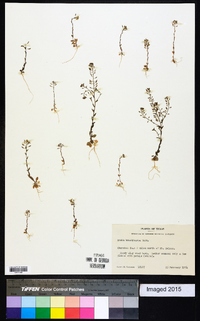 Draba brachycarpa image