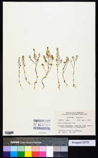 Draba brachycarpa image