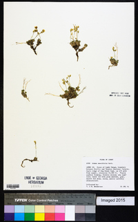Draba densifolia image