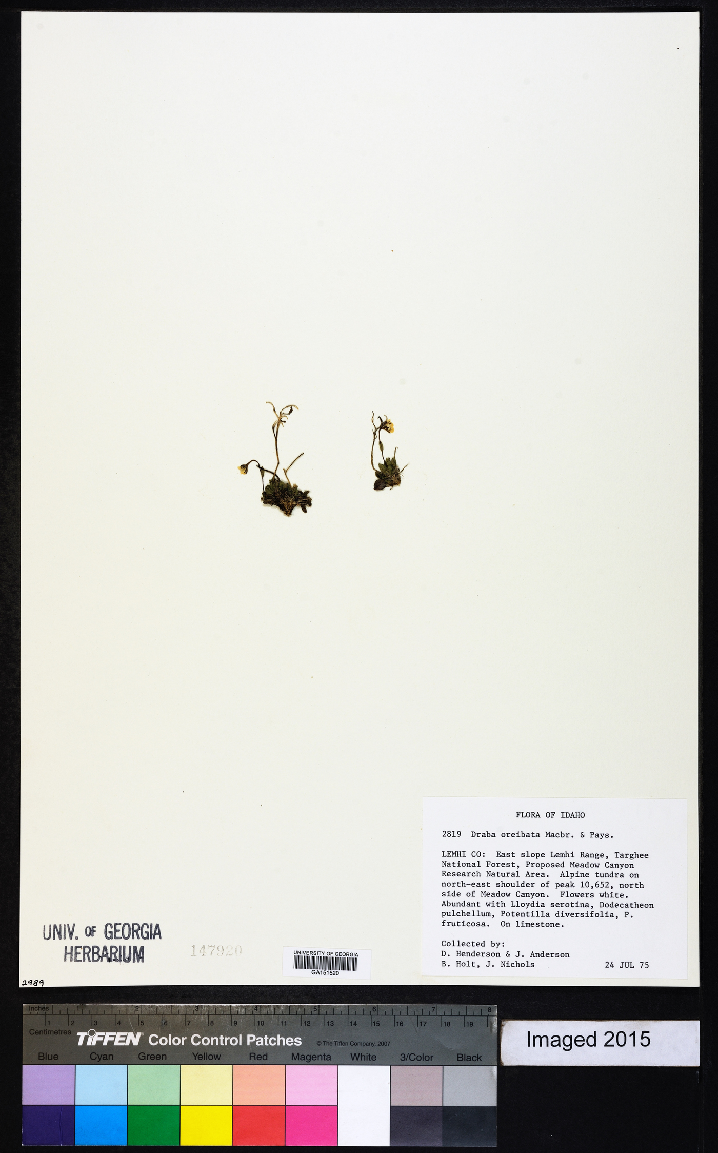 Draba oreibata image