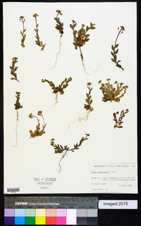 Draba platycarpa image