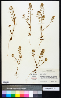 Draba platycarpa image