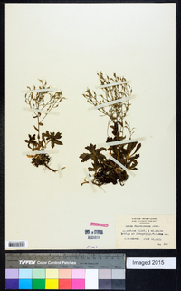 Draba ramosissima image