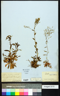 Draba ramosissima image