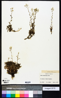 Draba ramosissima image