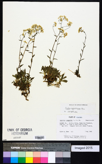 Draba ramosissima image