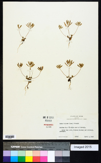 Draba reptans image