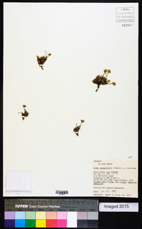 Draba exunguiculata image