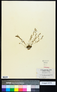 Draba paucifructa image