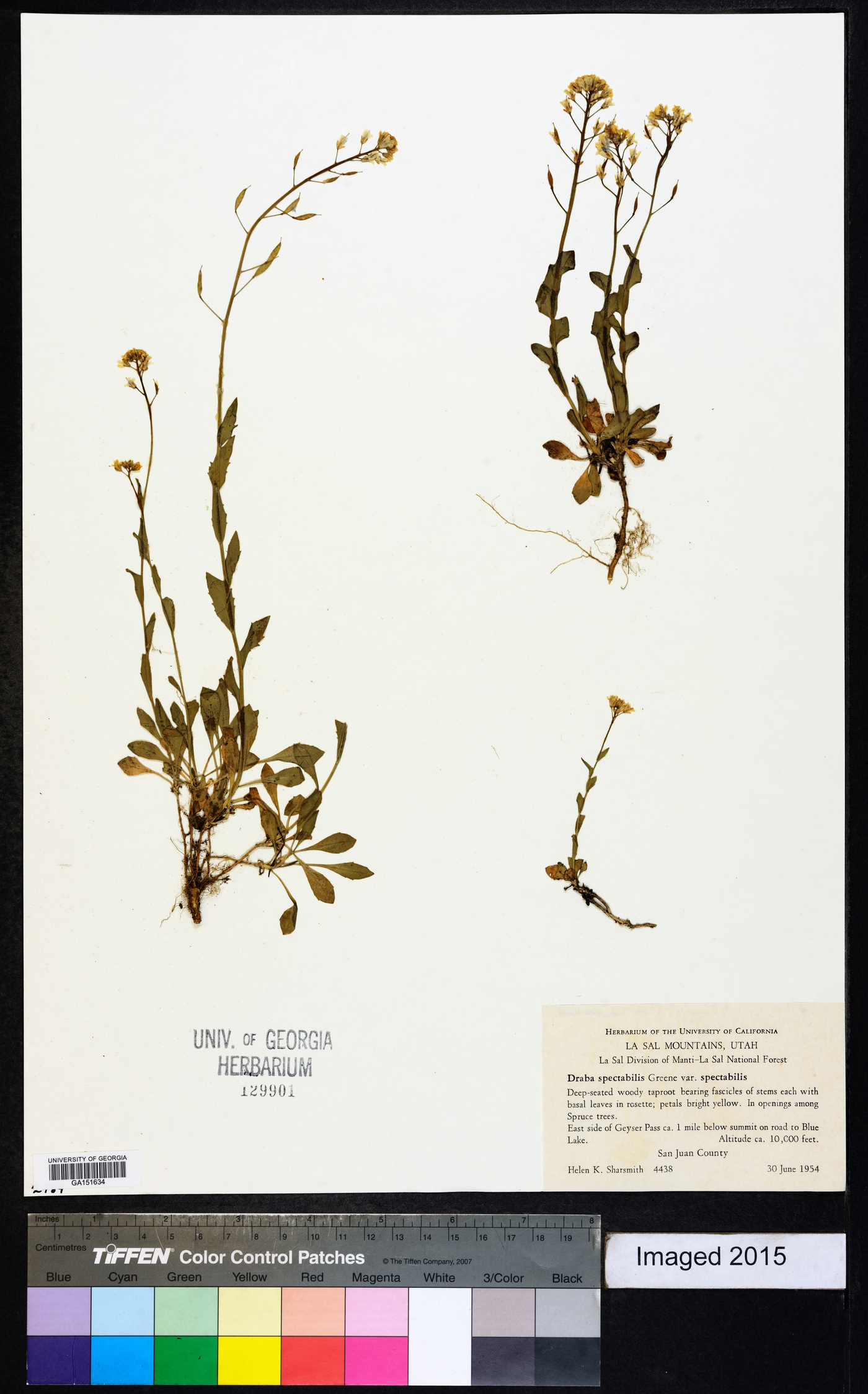 Draba spectabilis var. spectabilis image