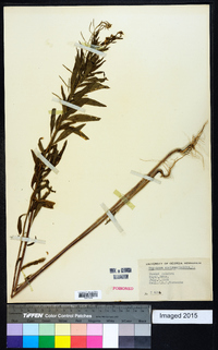 Erysimum cheiranthoides image